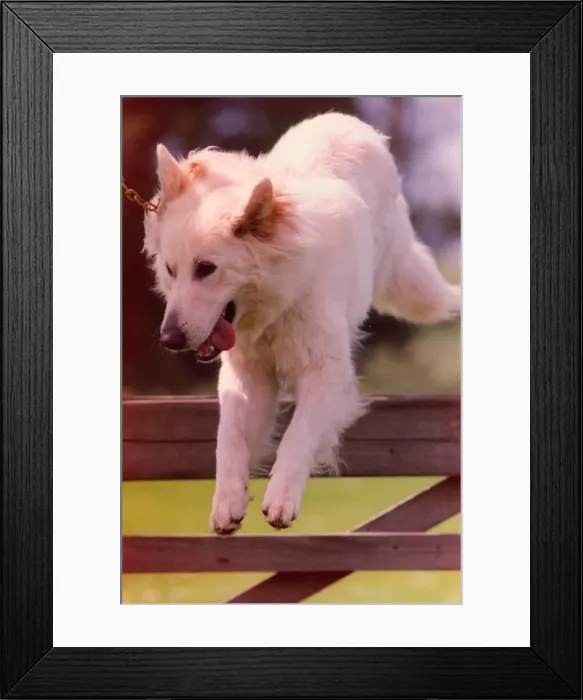 Framed Print : A white alsatian police dog enjoys exercise of jumping fences Framed Print : A white alsatian police dog enjoys exercise of jumping fences