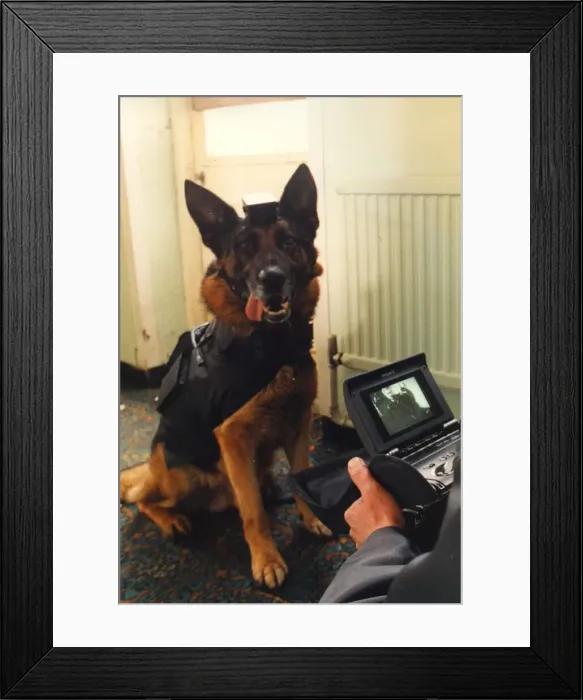 Framed Print : Hi-tech police dog Tex with a video camera attached to his head