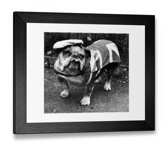 Framed Print : Animals: Dogs: British Bull dog. April 1966 P027929