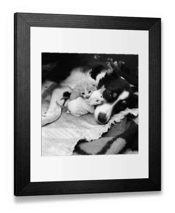 Framed Print : They had been abandoned by the riverside. nEstheri a smooth haired border collie 2 Framed Print : They had been abandoned by the riverside. nEstheri a smooth haired border collie 2
