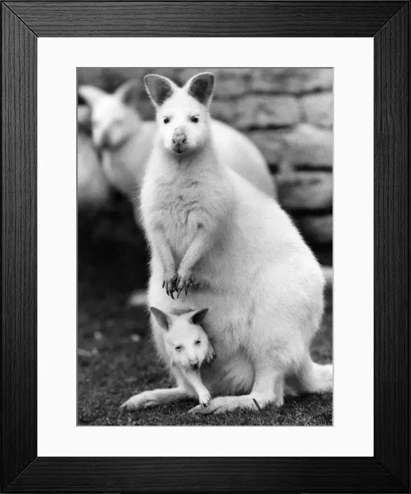 Framed Print : Animals: These Albino Wallabies from Australia are among the very rare animals left in Framed Print : Animals: These Albino Wallabies from Australia are among the very rare animals left in