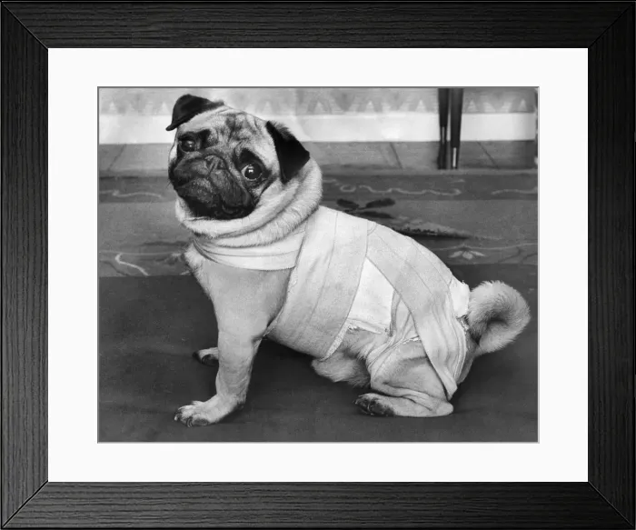 Framed Print : Animals: Dogs: Jason has Slipped Disc. 4 yrs. Old pug Jason who has 17 Champions in his Framed Print : Animals: Dogs: Jason has Slipped Disc. 4 yrs. Old pug Jason who has 17 Champions in his