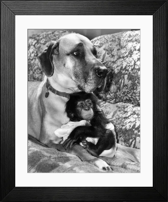Framed Print : Animals Dogs Friendship: This baby Chimp was neglected by it Framed Print : Animals Dogs Friendship: This baby Chimp was neglected by it