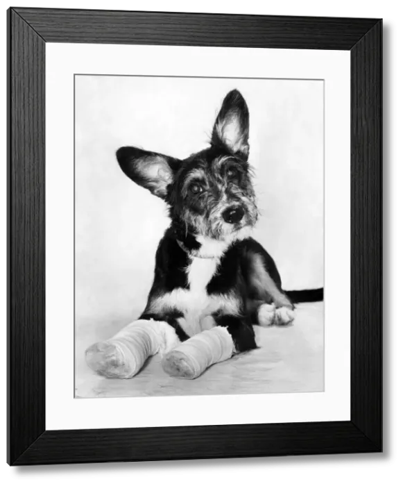Framed Print : Animals: Dogs: Dominic'the 9-month-old pup who was abandoned in South London Framed Print : Animals: Dogs: Dominic'the 9-month-old pup who was abandoned in South London