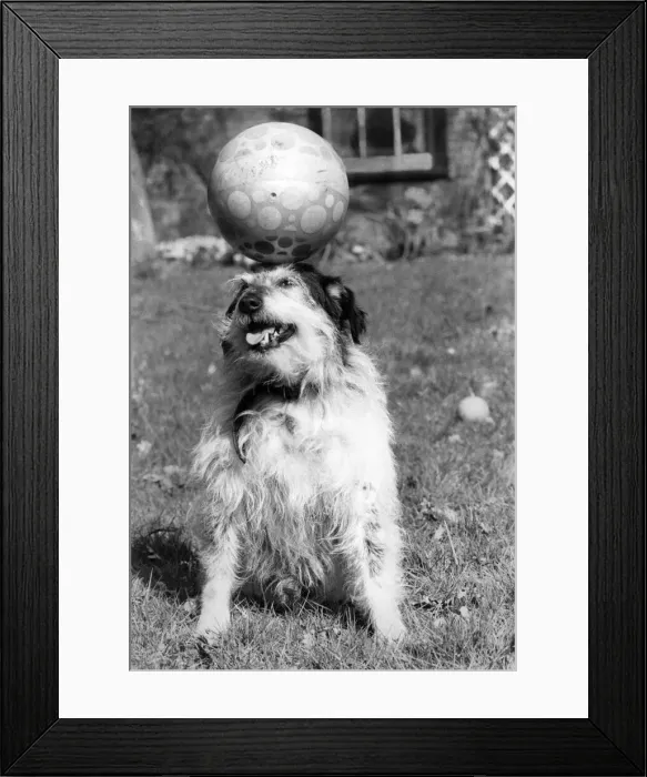 Framed Print : Animals: Dogs: You can t teach an old dog new tricks so Kim the miraculous mongrel is