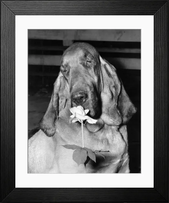 Framed Print : Animals: Dogs: She is in the top bracket for tracking capabilities in fact she