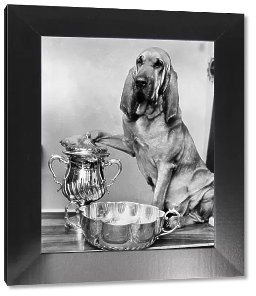 Animals: Dogs: IIm the Champ: Henry the famous T. V. Bloodhound, is now not only the top T