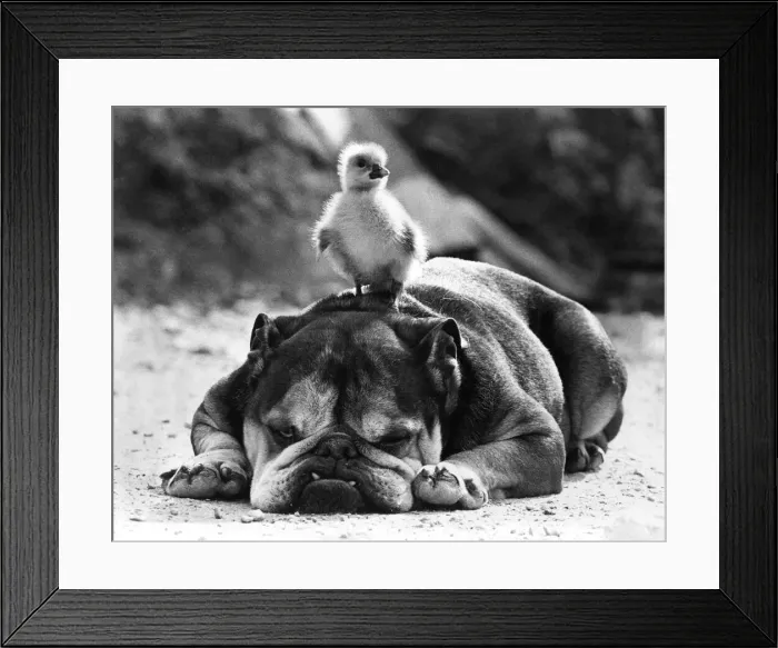 Framed Print : Animals Dogs Friendship: Bulldog Vesta may look as stern as John Bull Framed Print : Animals Dogs Friendship: Bulldog Vesta may look as stern as John Bull