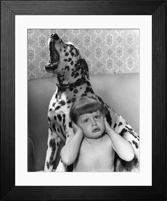Framed Print : Animals Dogs Friendship: Singing Dalmatian... The biggest square in the singing business Framed Print : Animals Dogs Friendship: Singing Dalmatian... The biggest square in the singing business
