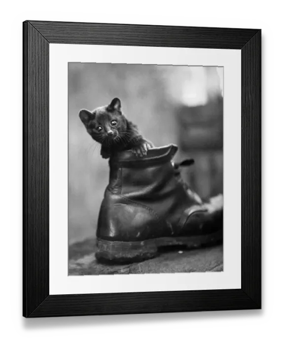 Framed Print : Animal Zoos: Guess who? Puss in boot? No-this furry fellow is a black Ganet cub popping Framed Print : Animal Zoos: Guess who? Puss in boot? No-this furry fellow is a black Ganet cub popping