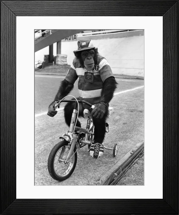 Framed Print : Animals-Working Rent A Star: A Brooke Bond Chimp: Even animal stars are being used in