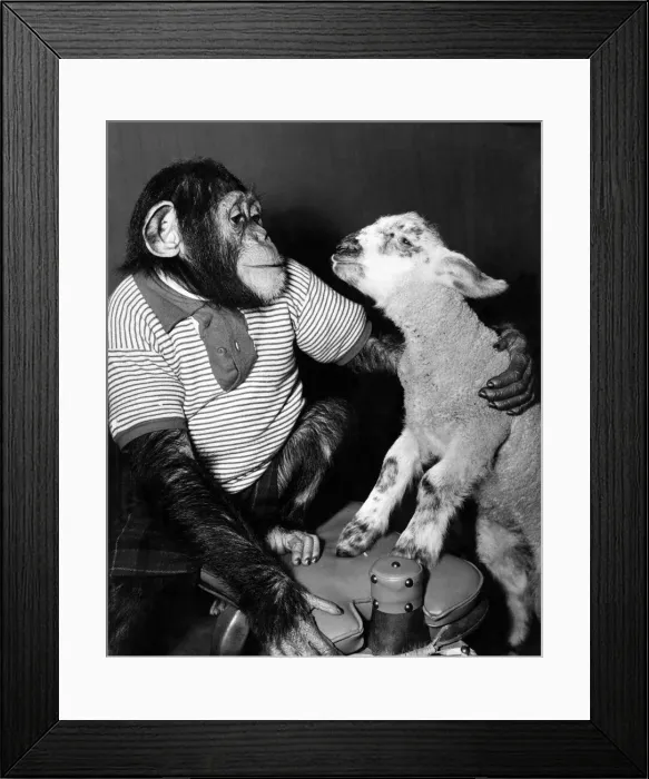Framed Print : Animals: Monkeys Framed Print : Animals: Monkeys