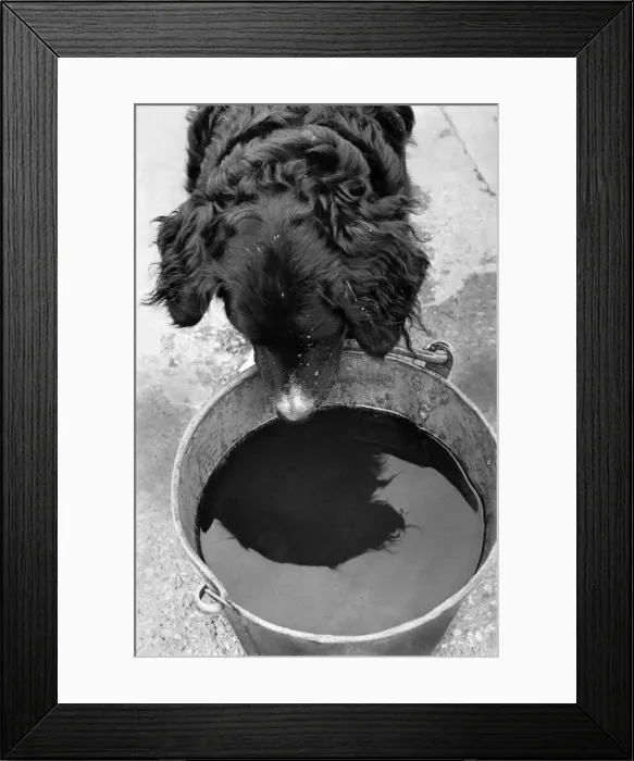 Framed Print : Animals: Dogs: Spaniels: Teddy, a cross Spaniel dog, of Shipley Glen Nurseries, Baildon Framed Print : Animals: Dogs: Spaniels: Teddy, a cross Spaniel dog, of Shipley Glen Nurseries, Baildon