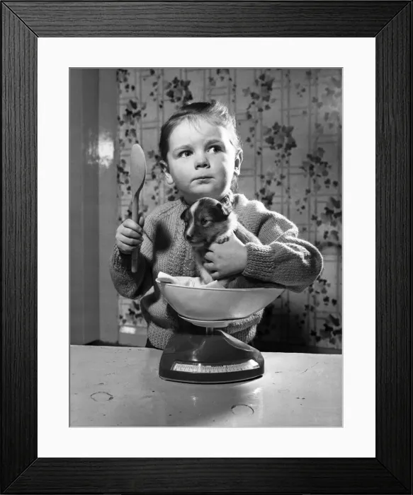 Framed Print : The Weigh of Love: There is not a great deal of this little Shetland Sheepdog yet Framed Print : The Weigh of Love: There is not a great deal of this little Shetland Sheepdog yet