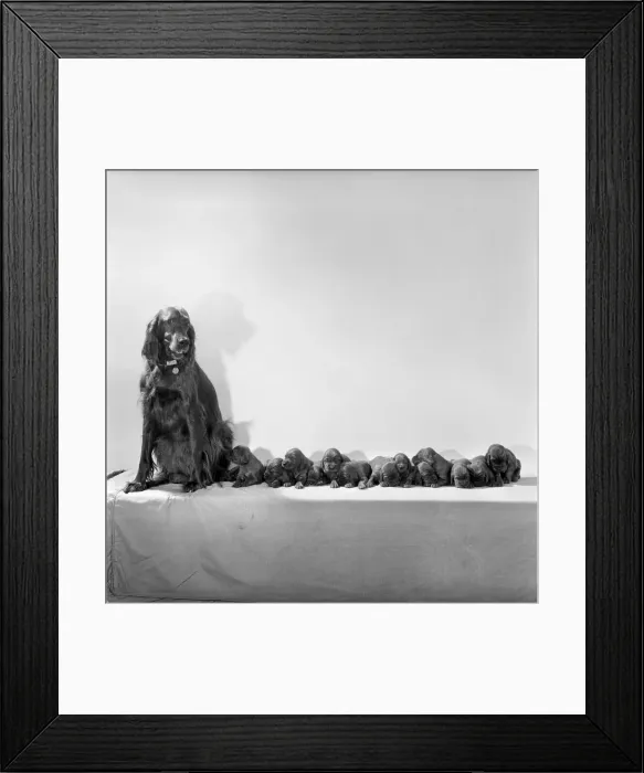 Framed Print : Red Setter Misty'has also had her own litter of 13 pups Framed Print : Red Setter Misty'has also had her own litter of 13 pups
