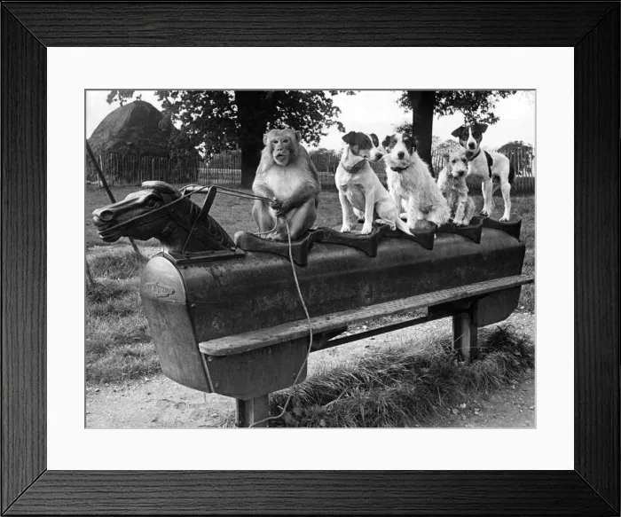 Framed Print : Animals: Zoo: Can anybody make this here horse go? Rema