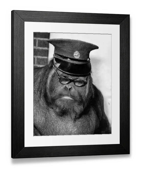 Framed Print : Animals: Monkeys: Orang-utan: Monkey Orang outang the Jiggs London Zoo. July 1955 P028137