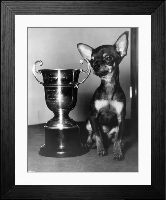 Framed Print : Animals: Dogs: The best Puppy in the show - thats the title won by Framed Print : Animals: Dogs: The best Puppy in the show - thats the title won by