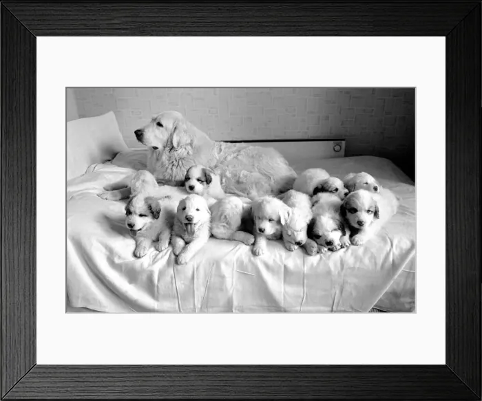 Framed Print : Lorne and her 11 puppies. 2