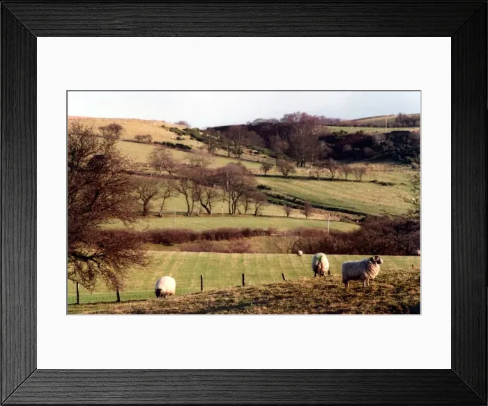 Framed Print : A typical British farming scene Framed Print : A typical British farming scene