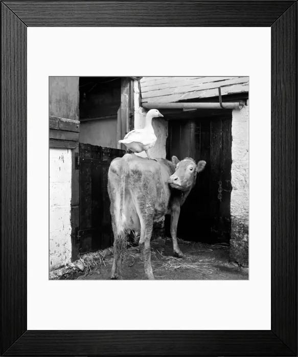 Framed Print : This gander fell in love with a cow, at Pleasant Streams, Sticker, Cornwall
