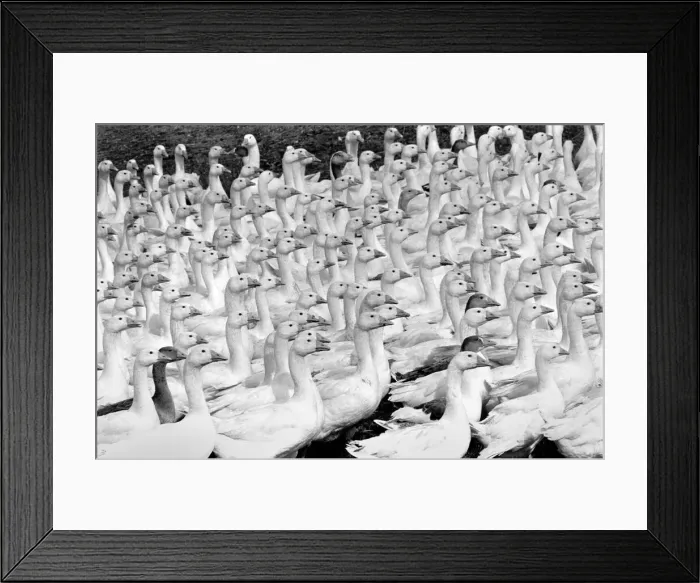 Framed Print : Birds: Gaggle of Geese on Grange farm, Redgrave near Diss Norfolk Framed Print : Birds: Gaggle of Geese on Grange farm, Redgrave near Diss Norfolk