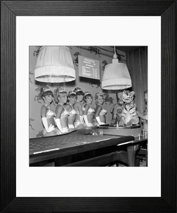 Framed Print : Kuma the tiger, aged 4, meets Caesars Maidens at a £ Framed Print : Kuma the tiger, aged 4, meets Caesars Maidens at a £