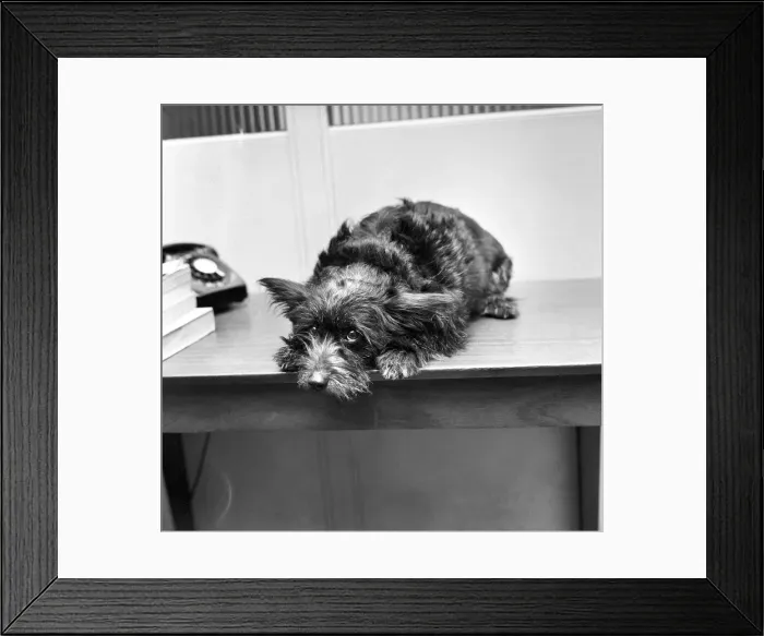 Framed Print : Tiger'the dog photographed in the Daily Mirror waiting room