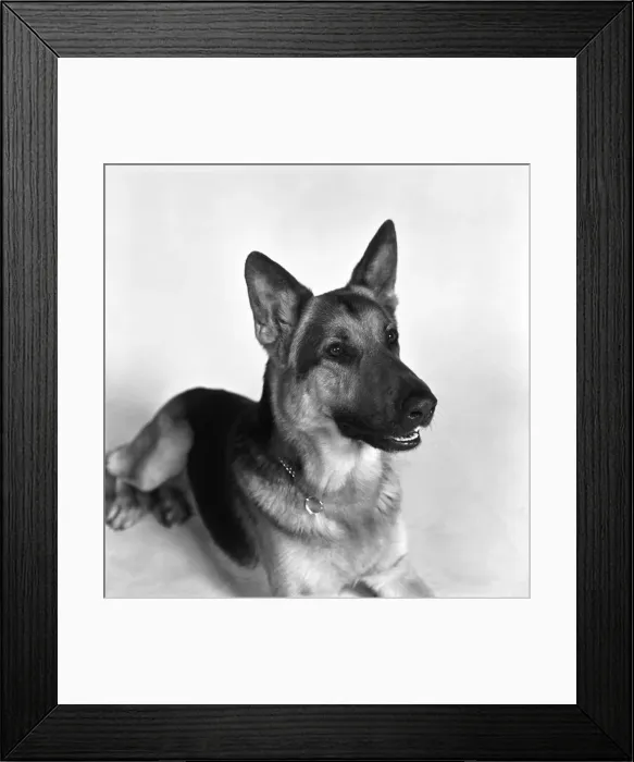 Framed Print : Alsatian dog actor Saxon. February 1975 S75-0718