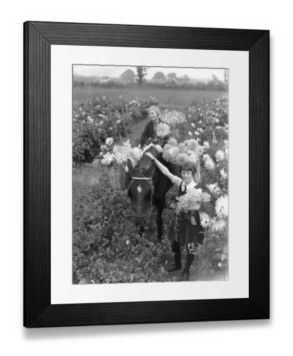 Framed Print : Two girls collecting Dalias with a horse. August 1933