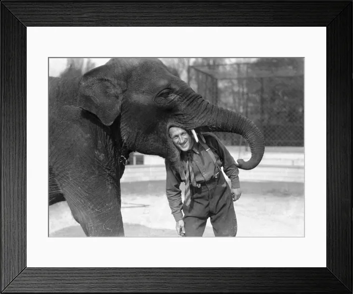 Framed Print : Elephant training at Chessington. Mr Hans Brick, who has trained Rosie Framed Print : Elephant training at Chessington. Mr Hans Brick, who has trained Rosie