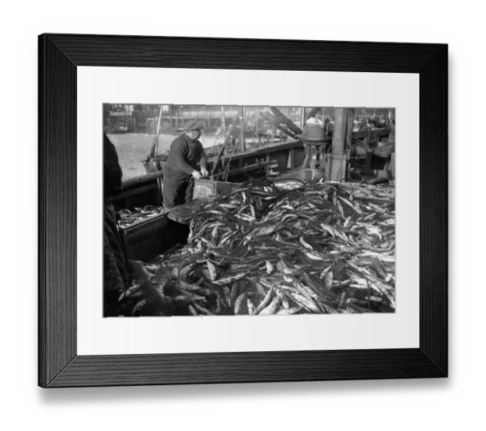 Framed Print : Alfieri Snr. Mackerel Fishing at Newlyn, Cornwall. Lowestoft Drifter empties its nets Framed Print : Alfieri Snr. Mackerel Fishing at Newlyn, Cornwall. Lowestoft Drifter empties its nets