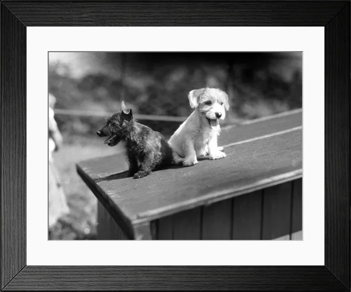Framed Print : Alfieri. Sealyham and Aberdeen puppies at Burnt Stub, Chessington Framed Print : Alfieri. Sealyham and Aberdeen puppies at Burnt Stub, Chessington