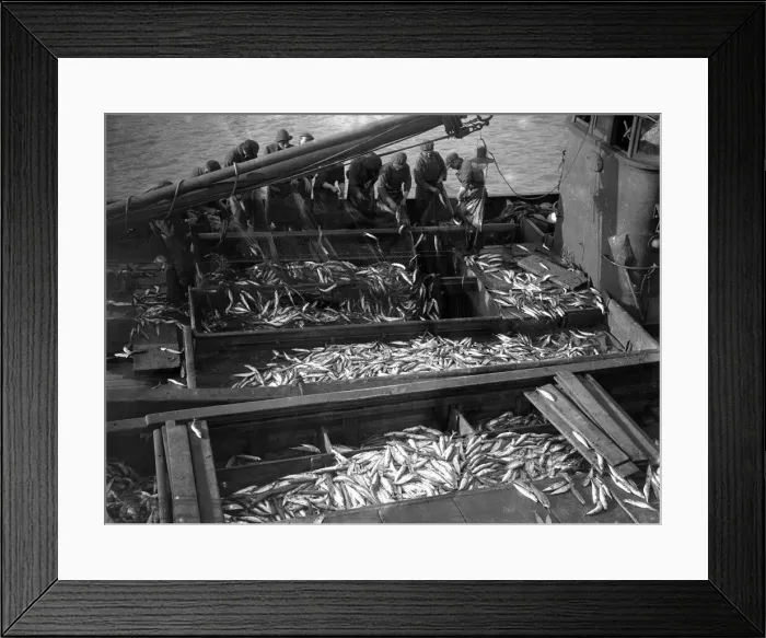 Framed Print : Alfieri. Mackerel fishing at Newlyn, Cornwall. View of Mackerel on deck of Lowestoft Framed Print : Alfieri. Mackerel fishing at Newlyn, Cornwall. View of Mackerel on deck of Lowestoft
