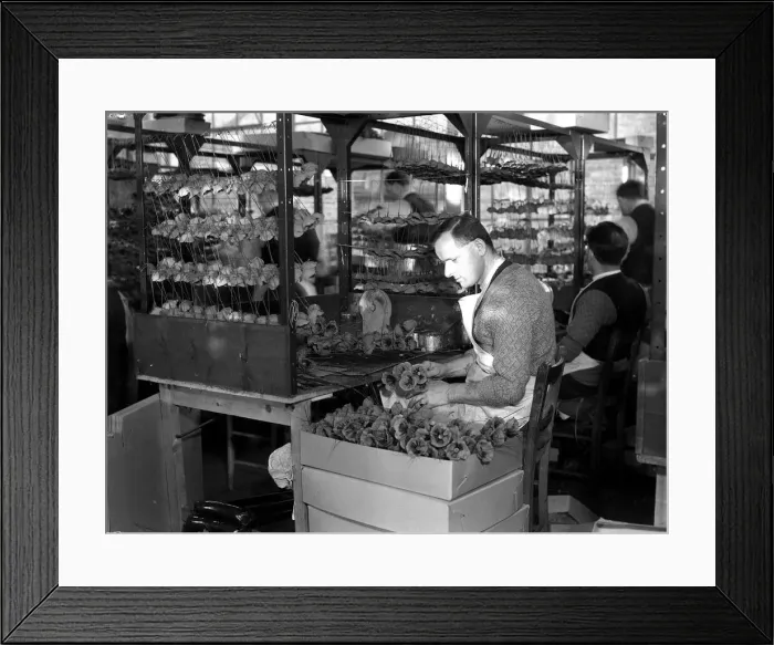 Framed Print : British Legion Poppy Factory. Getting ready for the rush at Richmond Framed Print : British Legion Poppy Factory. Getting ready for the rush at Richmond