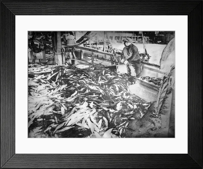 Framed Print : Alfieri. Fishing nets being emptied. Solarisation Framed Print : Alfieri. Fishing nets being emptied. Solarisation