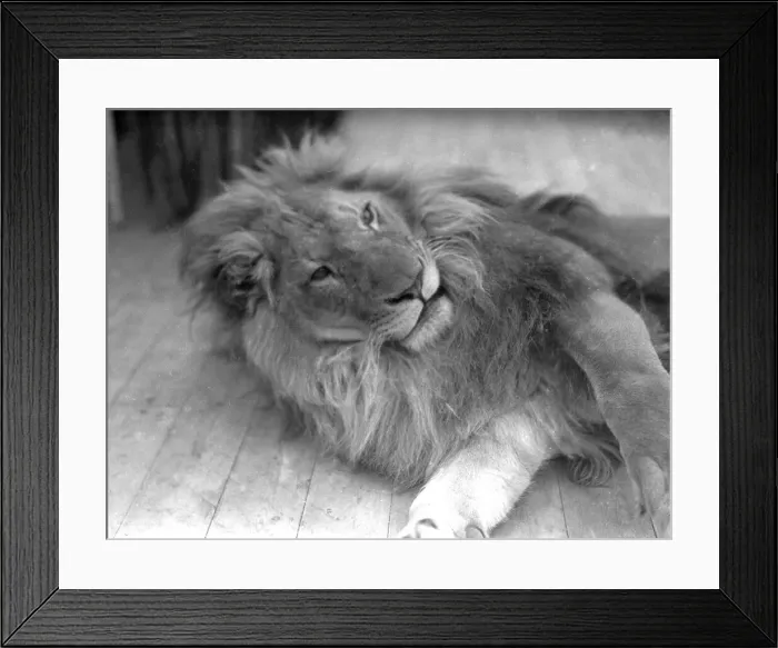 Framed Print : Lion at Chessington Zoo, 10th April 1933 Framed Print : Lion at Chessington Zoo, 10th April 1933