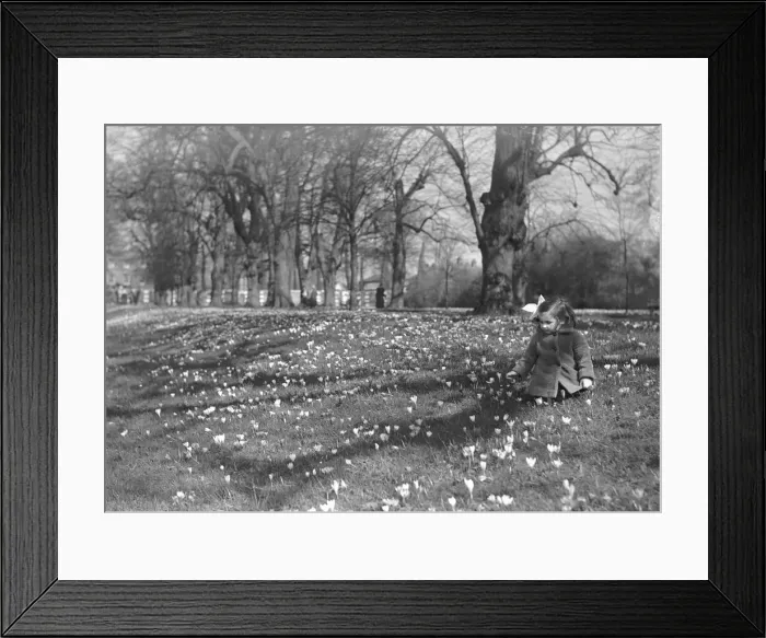 Framed Print : Alfieri. Young Girl and Flowers. October 8th 1933 Framed Print : Alfieri. Young Girl and Flowers. October 8th 1933