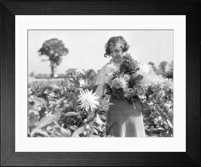 Framed Print : Growers all over the country are getting ready for the National Dahlia Society Show