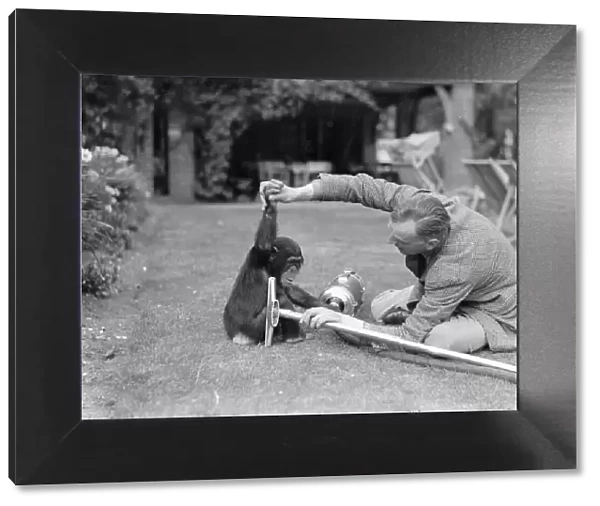 Pattie the chimpanzee, appreciates a little assistance on the never ending problem of