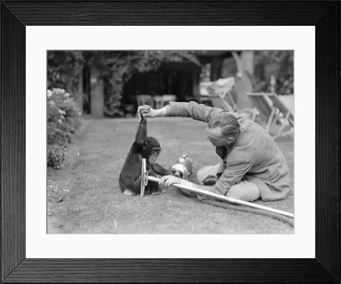 Framed Print : Pattie the chimpanzee, appreciates a little assistance on the never ending problem of Framed Print : Pattie the chimpanzee, appreciates a little assistance on the never ending problem of