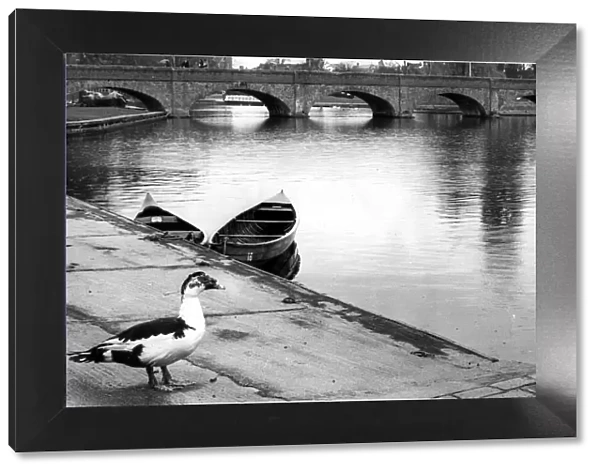 A duck stops to read the sign by the river Avon at Stratford-upon-Avon