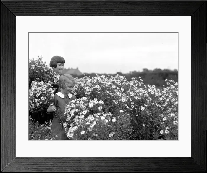 Framed Print : Two young girls collecting Daisies in a field. 10th August 1933
