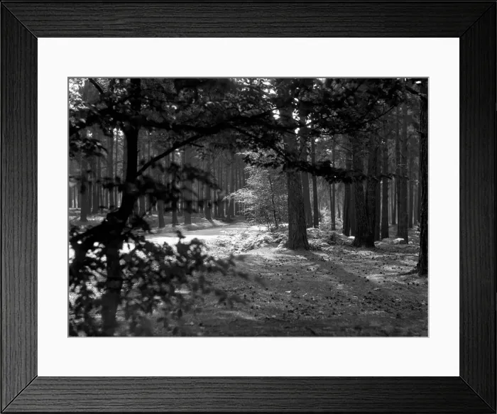 Framed Print : Sunlight dapples through the canopy of Oxshott Wood. Circa August 1936 Framed Print : Sunlight dapples through the canopy of Oxshott Wood. Circa August 1936