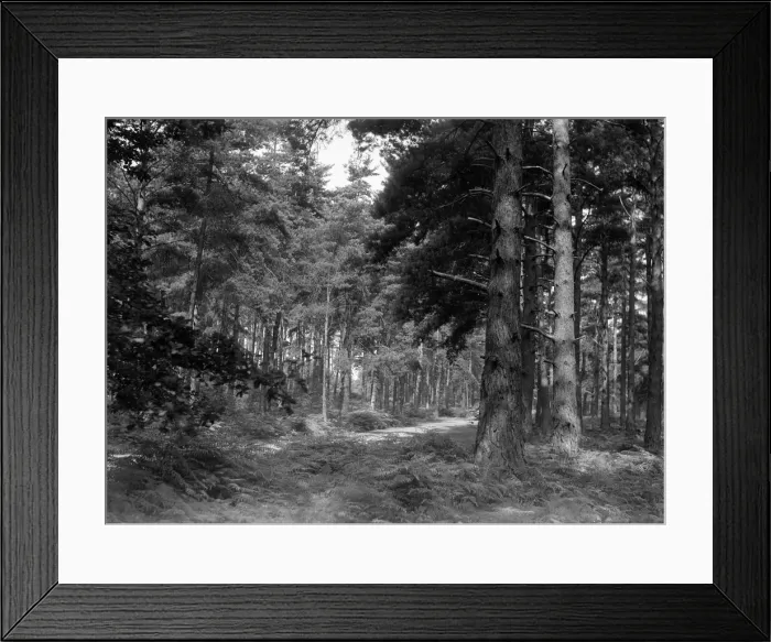 Framed Print : Oxshott Wood. Circa August 1936 Framed Print : Oxshott Wood. Circa August 1936