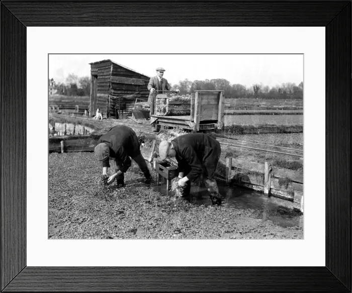 Framed Print : Alfieri. Gathering watercress at Leatherhead. March 22nd 1934 Framed Print : Alfieri. Gathering watercress at Leatherhead. March 22nd 1934