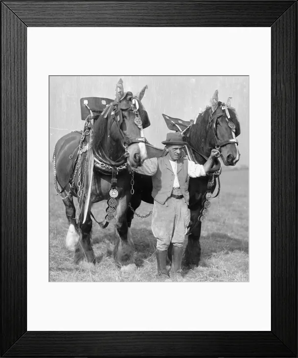 Framed Print : Ploughman with his team of heavy work horses. Circa 1930 2477 Framed Print : Ploughman with his team of heavy work horses. Circa 1930 2477