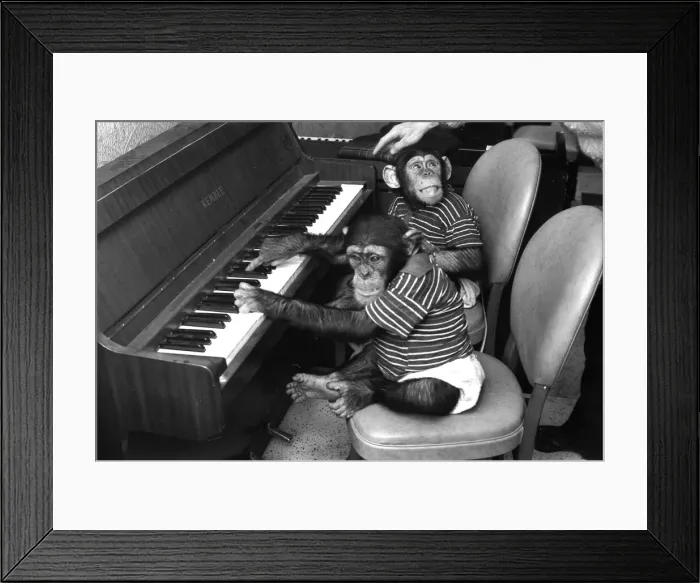 Framed Print : Chimps play the piano. circa 1970 Neg: R8265 Framed Print : Chimps play the piano. circa 1970 Neg: R8265
