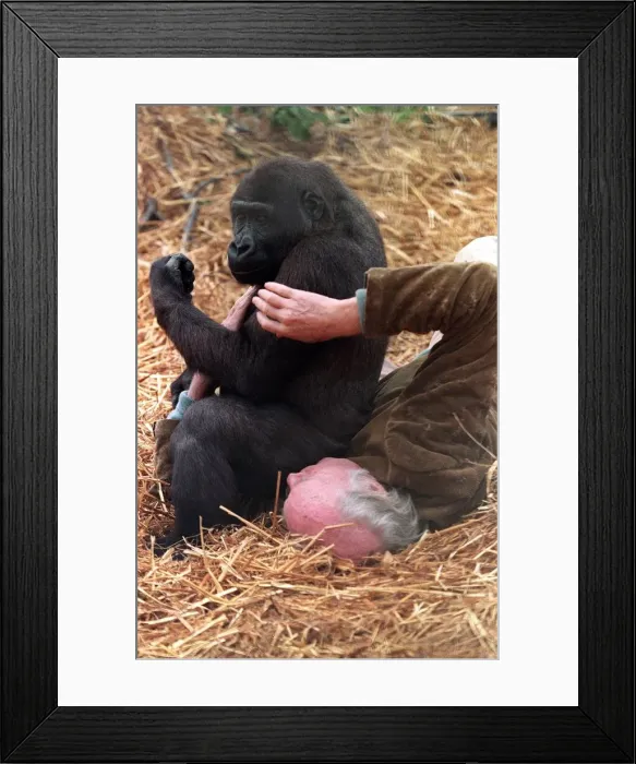 Framed Print : John Aspinall with a gorilla in cage of Howletts Zoo December 1997 Framed Print : John Aspinall with a gorilla in cage of Howletts Zoo December 1997