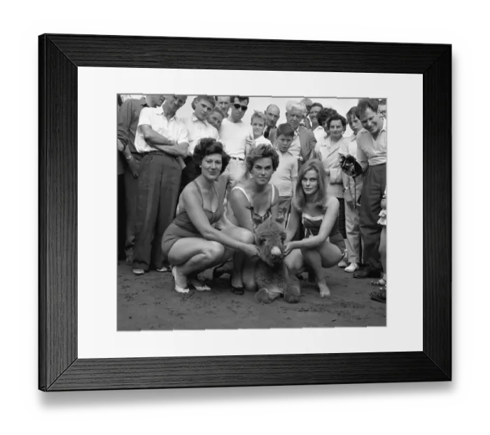 Framed Print : Sunday Pictorial Beach Beauty Contest held at Prestatyn on the sands opposite the Royal